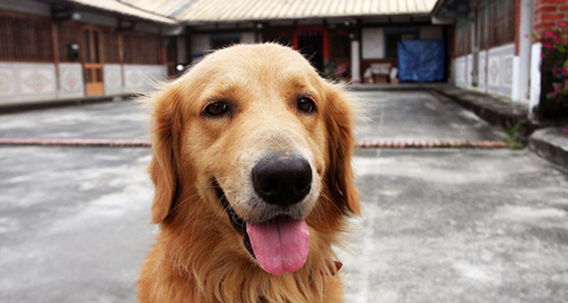 一隻獵犬的生活藝術（系列之21）