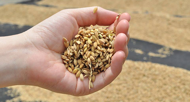 呷米共食嚐美味　菜單跟著時令走