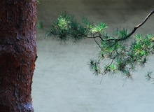 蘿蔔排骨湯
