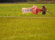 歲月皺褶邊的花蕊（系列之28）