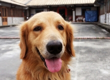 一隻獵犬的生活藝術（系列之21）