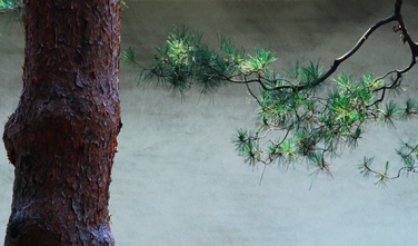 蘿蔔排骨湯