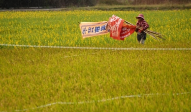 歲月皺褶邊的花蕊（系列之28）