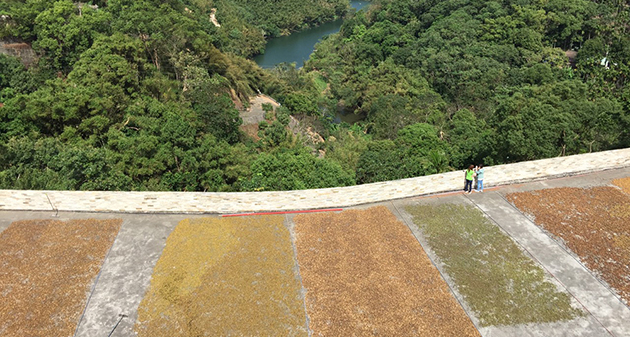 苦茶油PK檳榔園　口腔健康現陽光