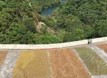 苦茶油PK檳榔園　口腔健康現陽光