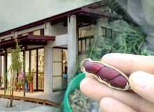 美好花生，翻轉台灣第一座國際慢城「鳳林」