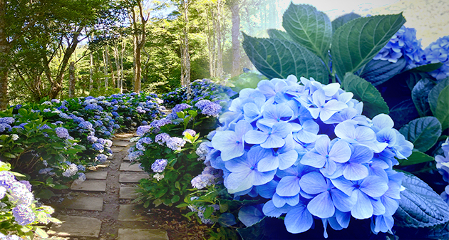 青山農場百花步道，產業轉型最美容顏