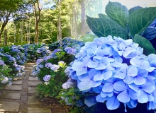 青山農場百花步道，產業轉型最美容顏