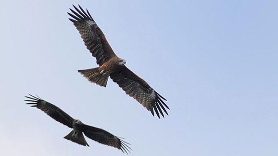 林惠珊　以信念守護黑鳶