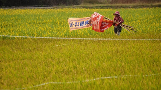 歲月皺褶邊的花蕊（系列之28）