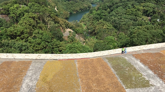 苦茶油PK檳榔園　口腔健康現陽光