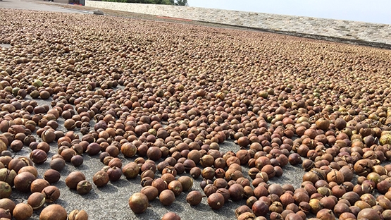 苦茶油PK檳榔園　口腔健康現陽光