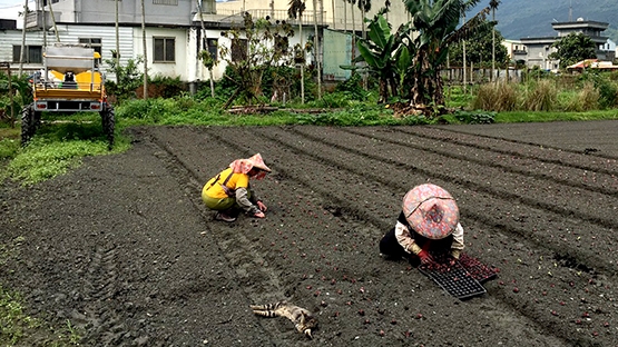 野菜出食譜　野味濃姊妹情更濃