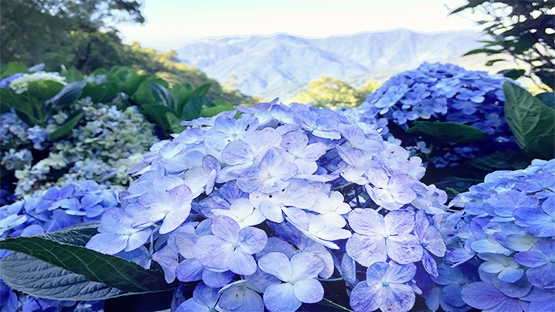 青山農場百花步道，產業轉型最美容顏