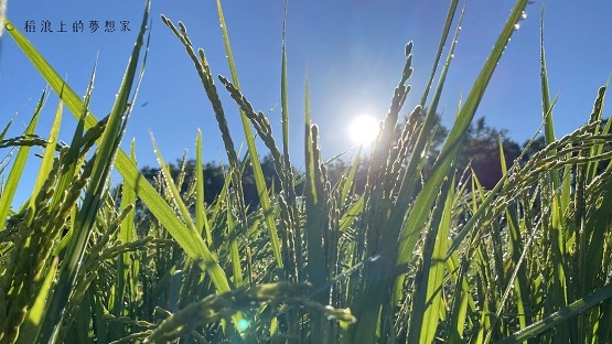 《稻浪上的夢想家》導演蕭菊貞：池上的好，是雙腳扎在泥土裡耕耘出來的