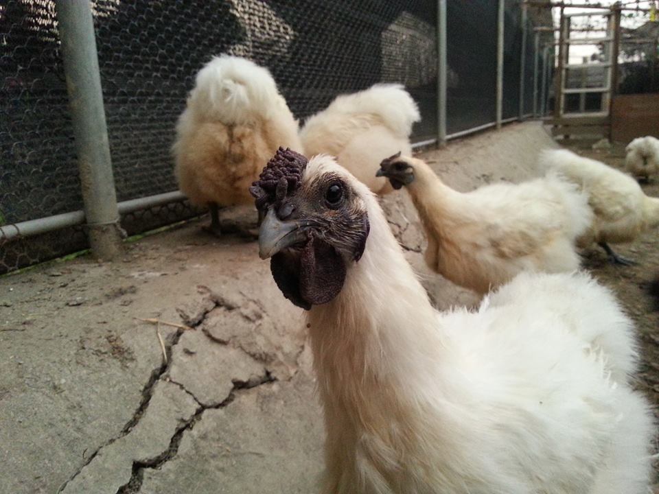 自家飼養的黑鳳雞、烏骨雞,每天提供掛保證的新鮮雞蛋。